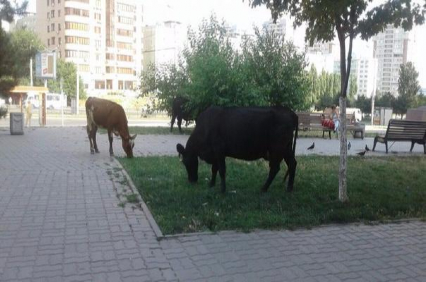 Улицы донской столицы превратились в пастбище для коров