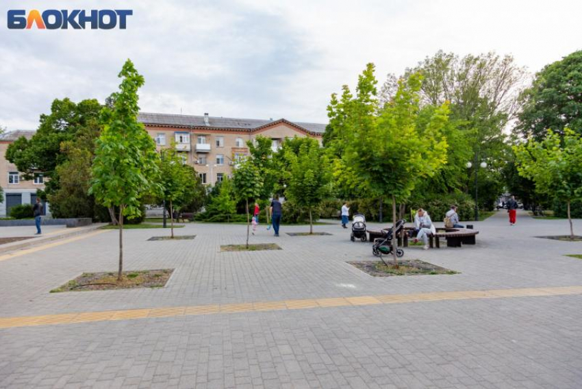 Таганрогу пообещали 660 деревьев взамен утраченных 