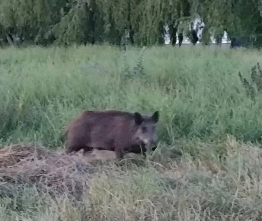 "На самовыгуле, наверное": таганрожцы заметили дикого кабана на Чеховской набережной