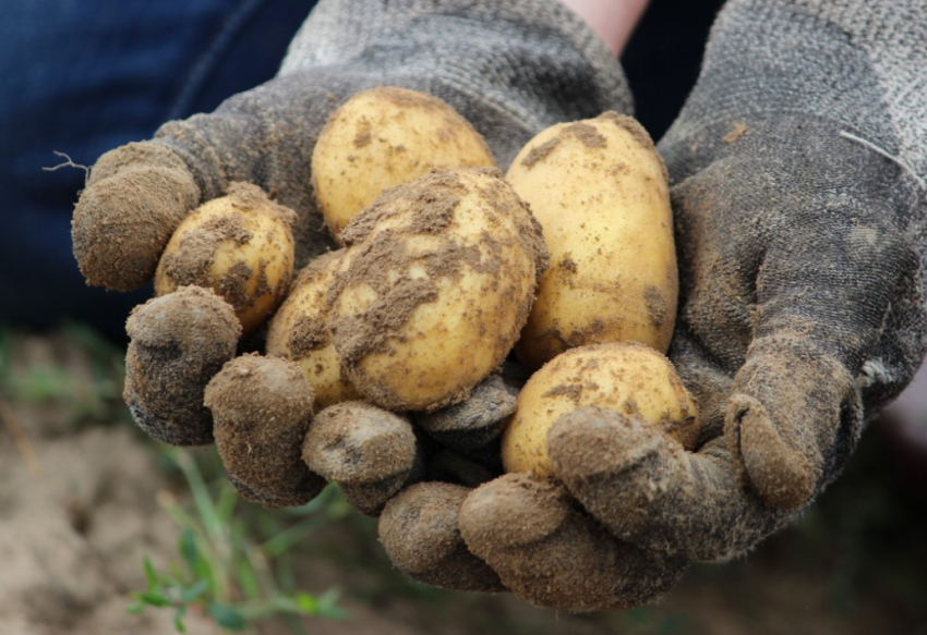 Ожидать ли большого повышения цен на картофель в Таганроге?