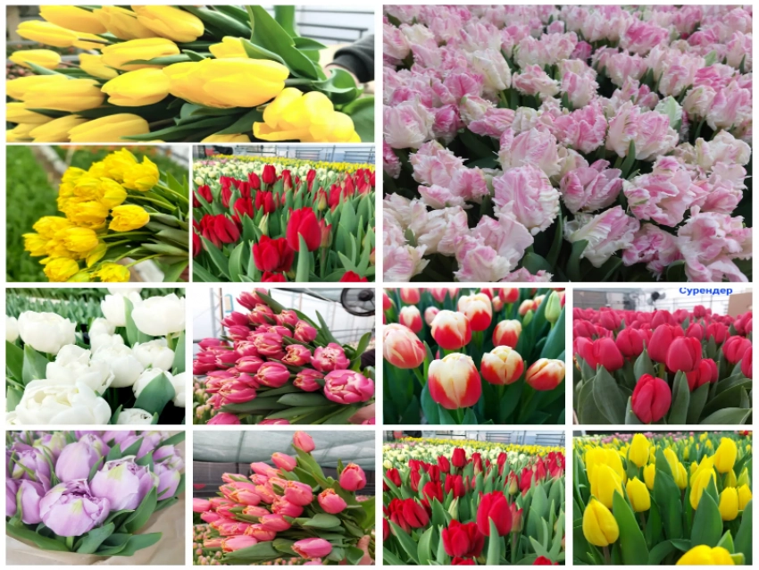 Весна в коробке: тюльпаны оптом от 80 рублей за штуку