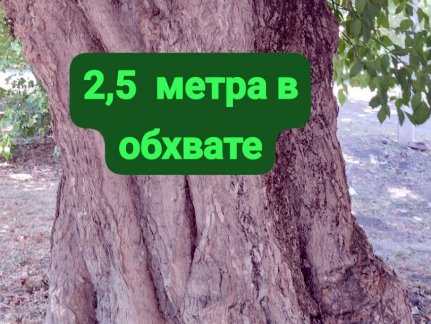 Таганрог: реконструкция по выжженной схеме