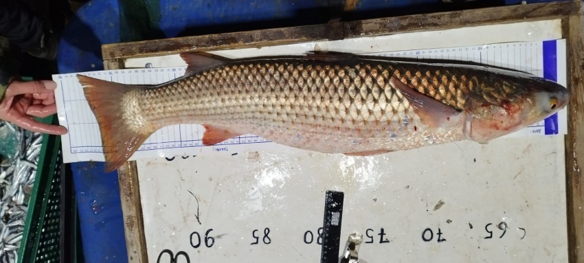 В Таганрогском заливе меняются лидеры в промысловой добыче