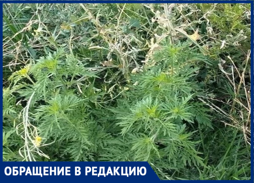 "В противогазе гулять": Почтовый сквер в Таганроге тонет в зарослях амброзии