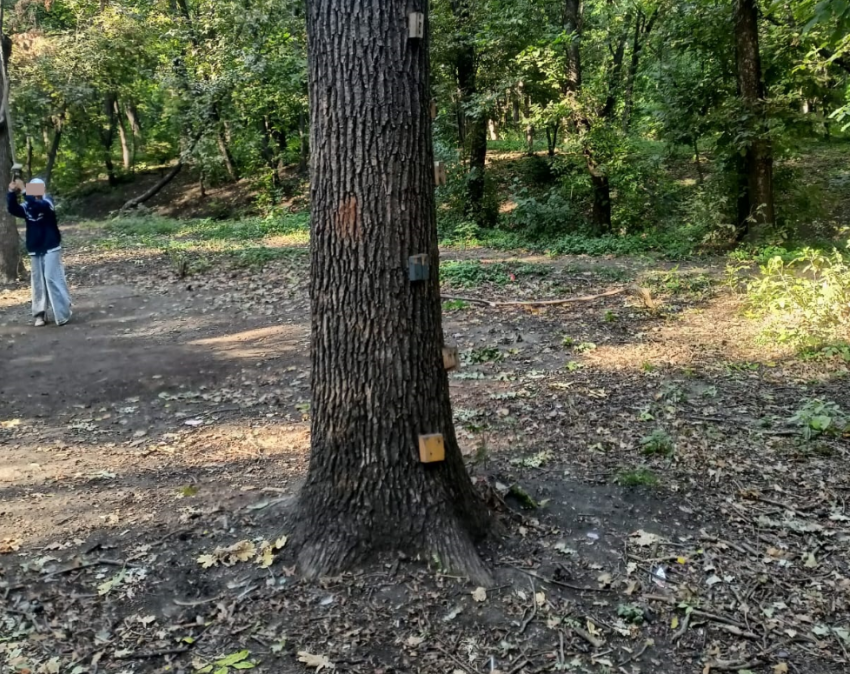 Эковолонтёры отбили дубы у варвара: аттракцион с гвоздями разобран, у его организатора новый план