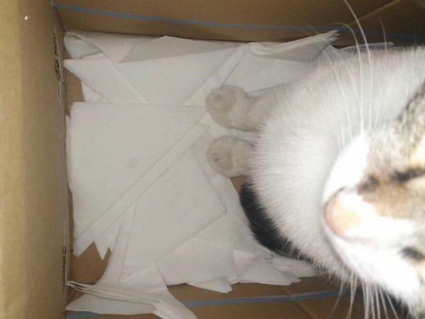 Салфетками из-под кота обслуживают клиентов в «Добром Эле"
