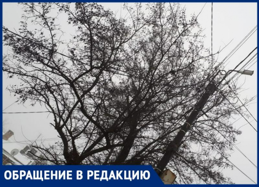 «Боимся в праздник остаться без света» – опасные деревья пугают таганрожцев