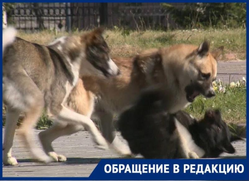 На беременную женщину на территории роддома напала стая собак