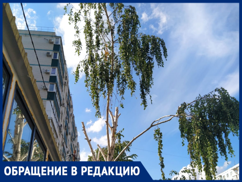 "Асфальтовый завод пожирает мой лес» — в Таганроге киоск губит березу