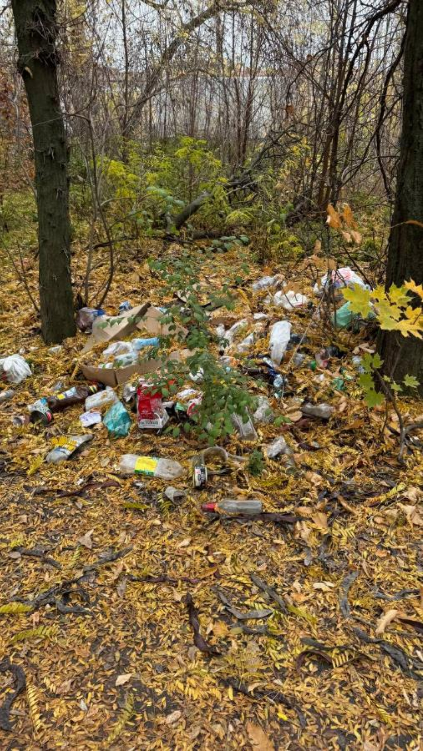 Нет денег на уборку: превратится ли посадка в Таганроге в свалку?