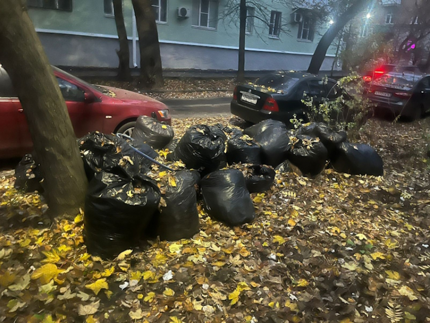 Как таганрожцам избавиться от растительных свалок: Экотранс разъясняет