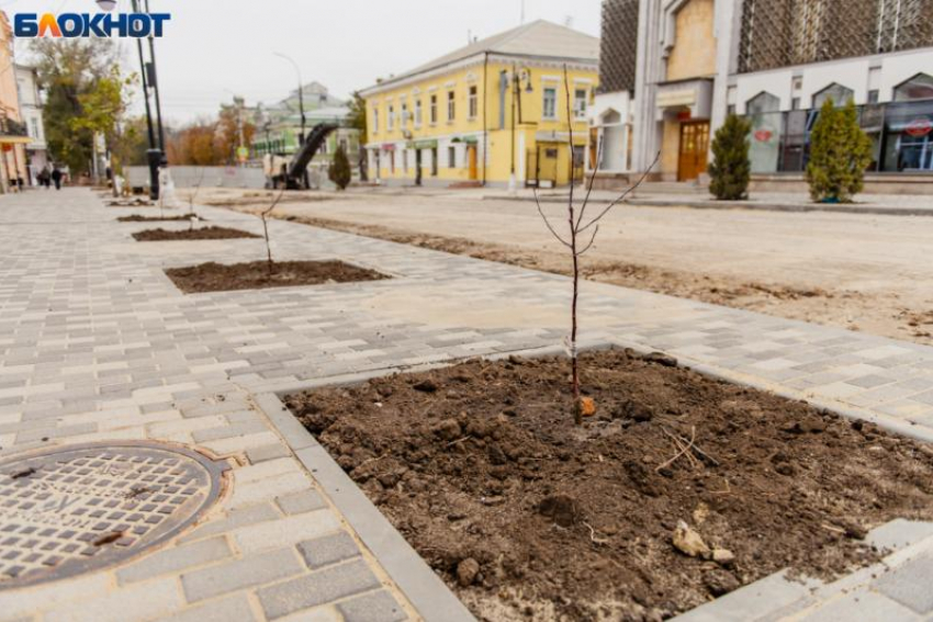 А разве что-то не так? – в Администрации Таганрога вдруг вспомнили про деревья