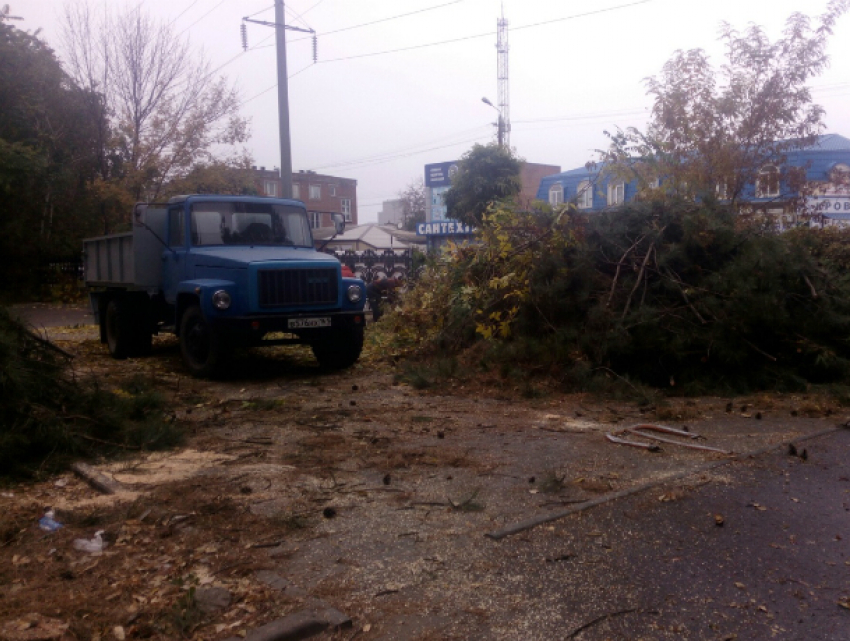 В Таганроге варвары срубили деревья у «Магнита"