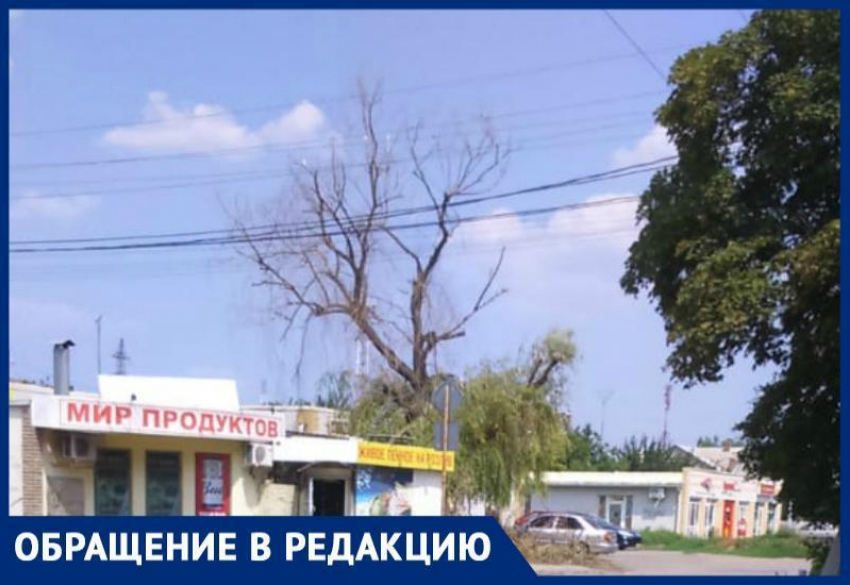 Неизвестные «умельцы» от благоустройства  сделали экстравагантную обрезку дерева в Таганроге
