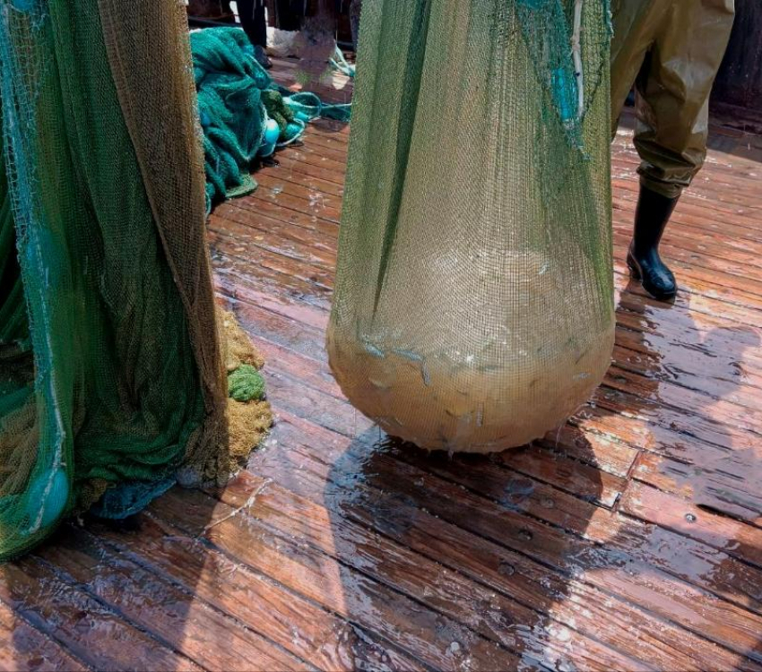 Президенту России представили проект переработки медуз из Таганрогского залива