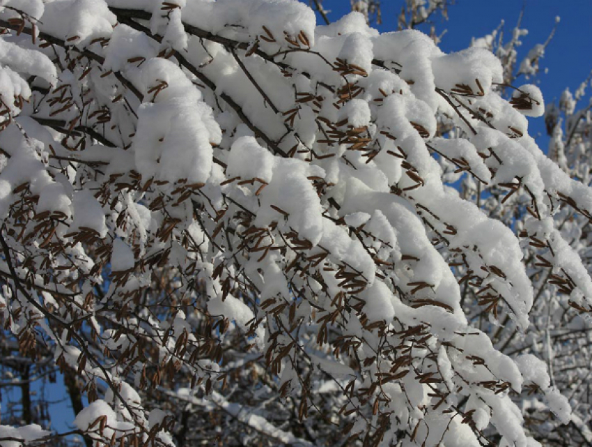  В Таганроге выпал снег, но зима не пришла 