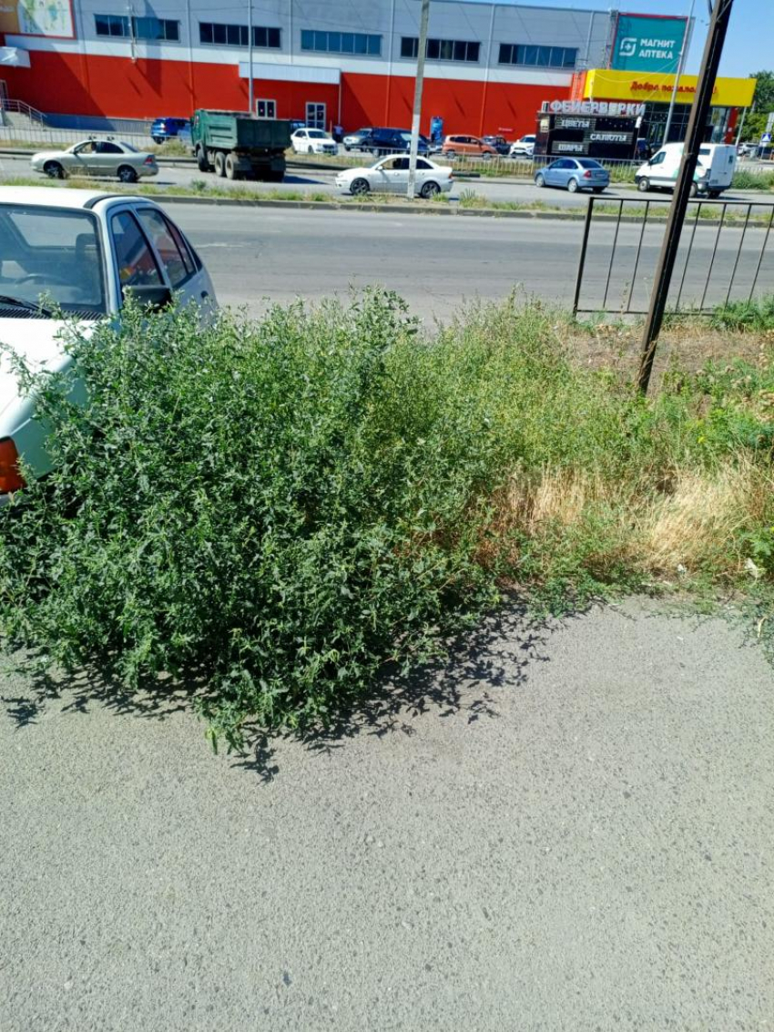 Администрация Таганрога пообещала покосить траву на улице Сызранова до конца месяца после публикации в Блокноте