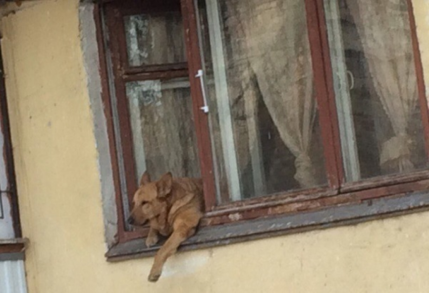 Самый позитивный пес был обнаружен в центре Таганрога