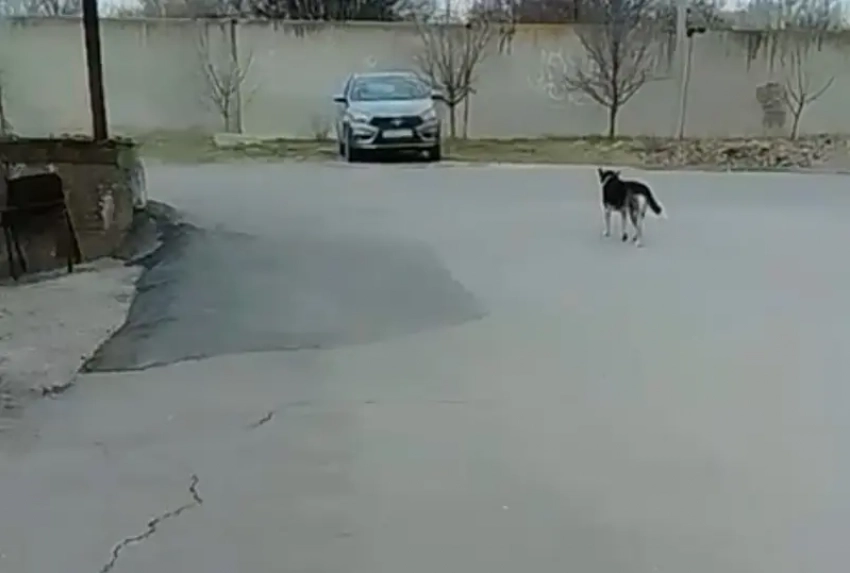 Стаю собак, напавшую на девочку в Таганроге, обещают экстренно отловить