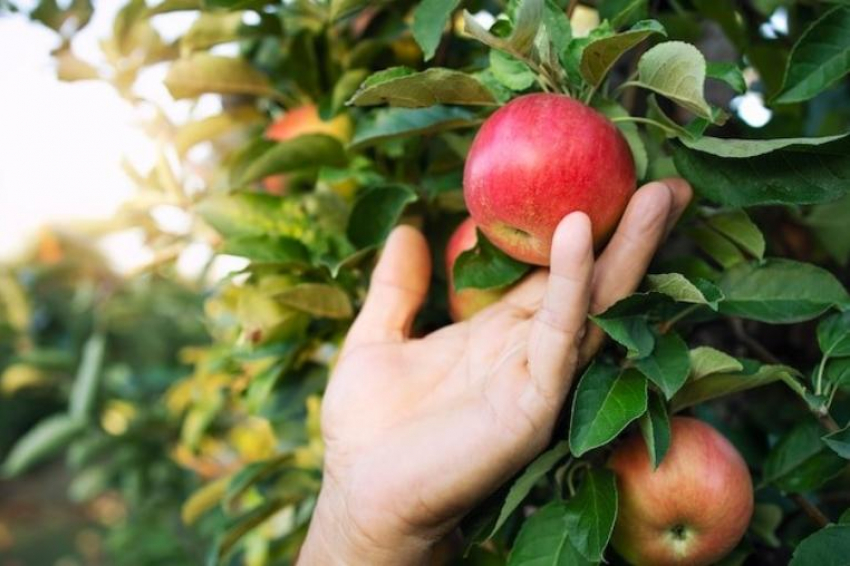 Какой урожай яблок прогнозируют таганрожцам