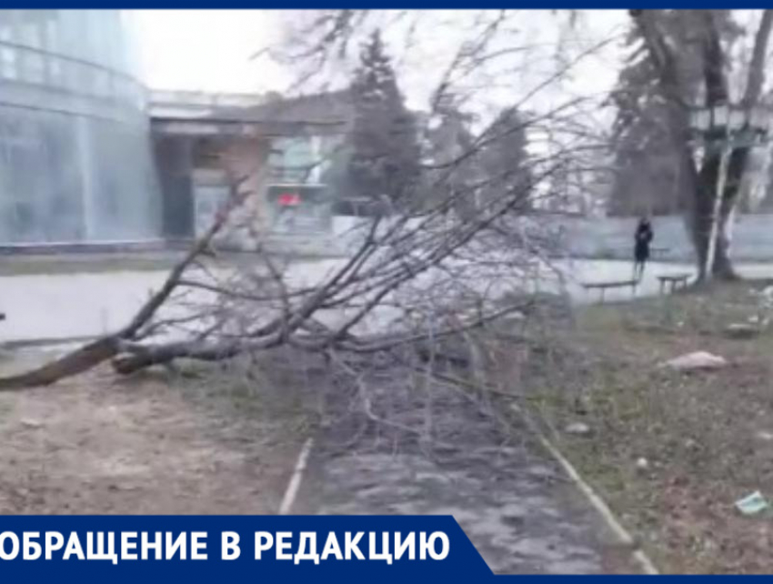 Мусор, грязь и огромная ветка на дороге: территория ДК «Олимп» в Таганроге превратилась в свалку