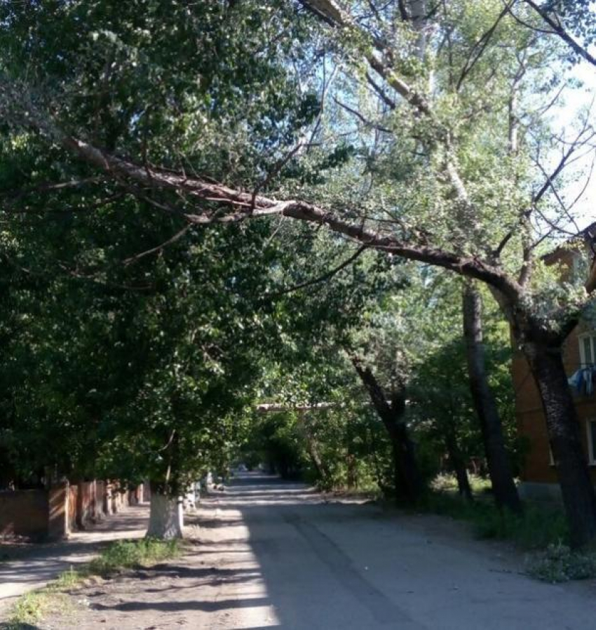 Таганрожцы обеспокоены количеством аварийных деревьев