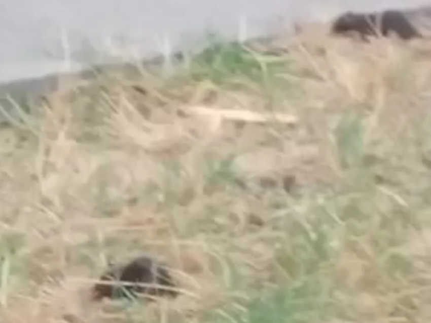 Нашествие крыс наблюдается в Приморском районе Таганрога