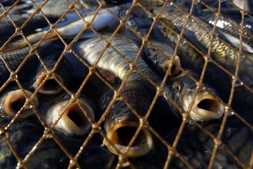 Возле Таганрога задержали браконьера с километровыми сетями и 5000 рыб