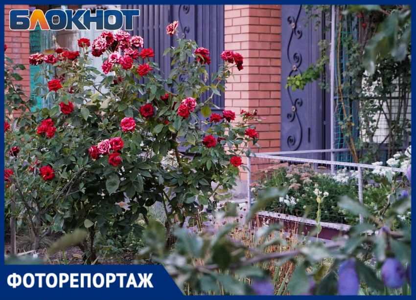 Маленькие сады большого города: картины таганрогских палисадников