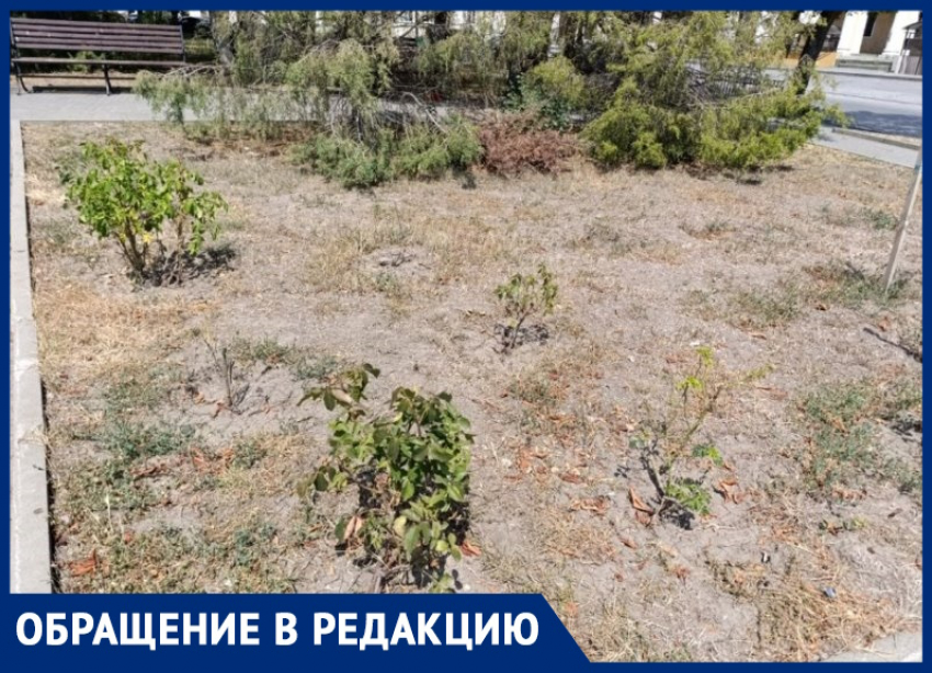 Махинации ради получения лакомого участка? Почему возле памятника Чехову в Таганроге погибла вся растительность