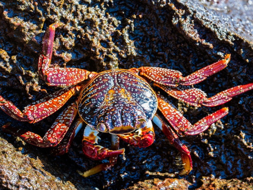 Американский гость: в Азовском море заметили краба из США