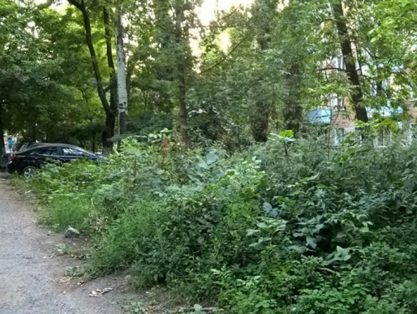 На  улице Пальмиро Тольятти таганрогские  власти возрождают дикую природу