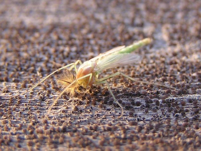До 1000 взмахов в секунду: ученые пояснили причины очередного «нашествия» комаров в Таганроге