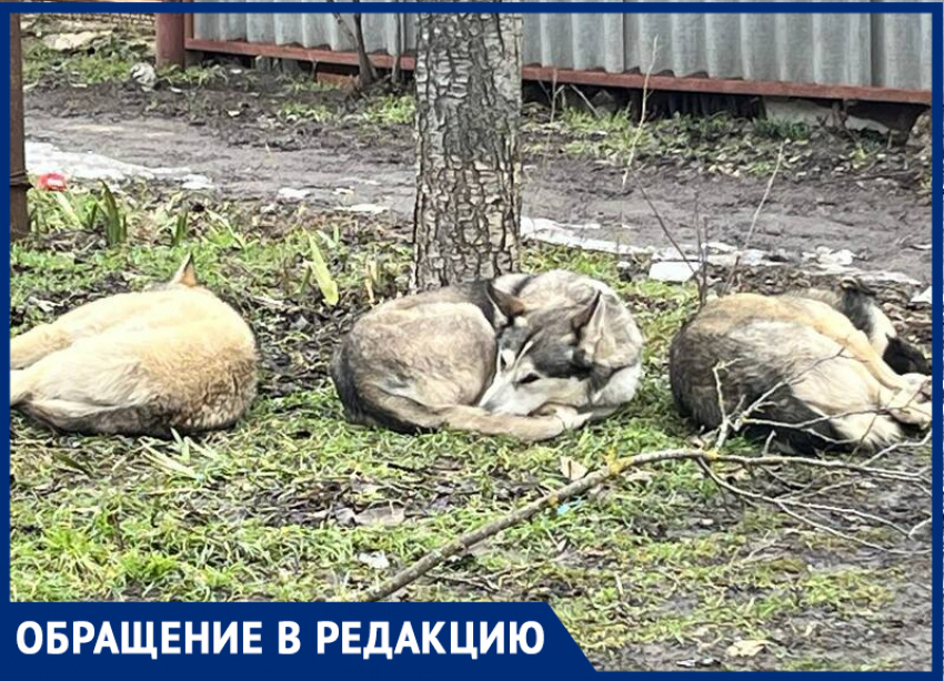 "Кошек рвут на части": агрессивные бродячие собаки опять смертельно угрожают таганрожцам