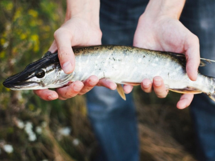 Таганрожцам рассказали, когда будет восстановлен промысел осетровых в Азовском море