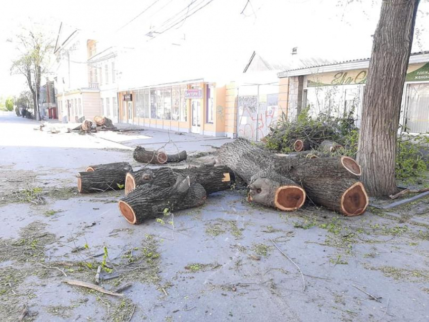 В Таганроге на Петровской началась реконструкция - вырубили деревья