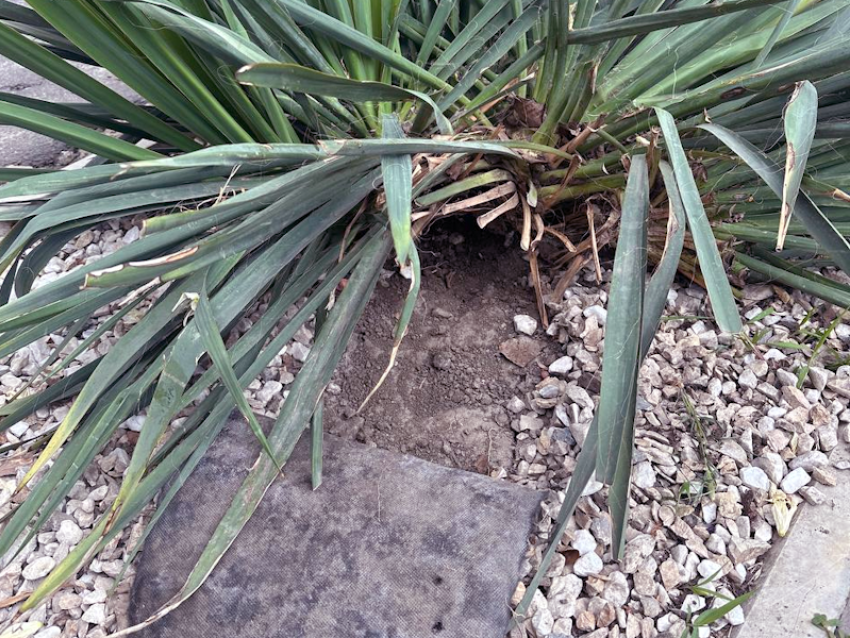 «Уже просто зла не хватает»: жительница Таганрога рассказала, как живёт район, превращённый в полигон для наркорекламы и закладок