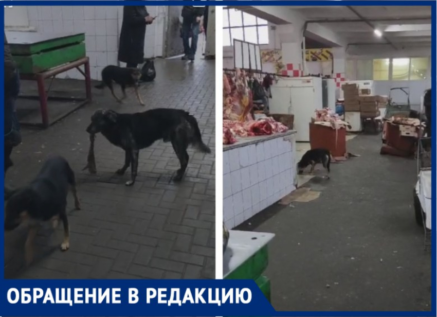 Собаки и люди делят Центральный рынок в Таганроге