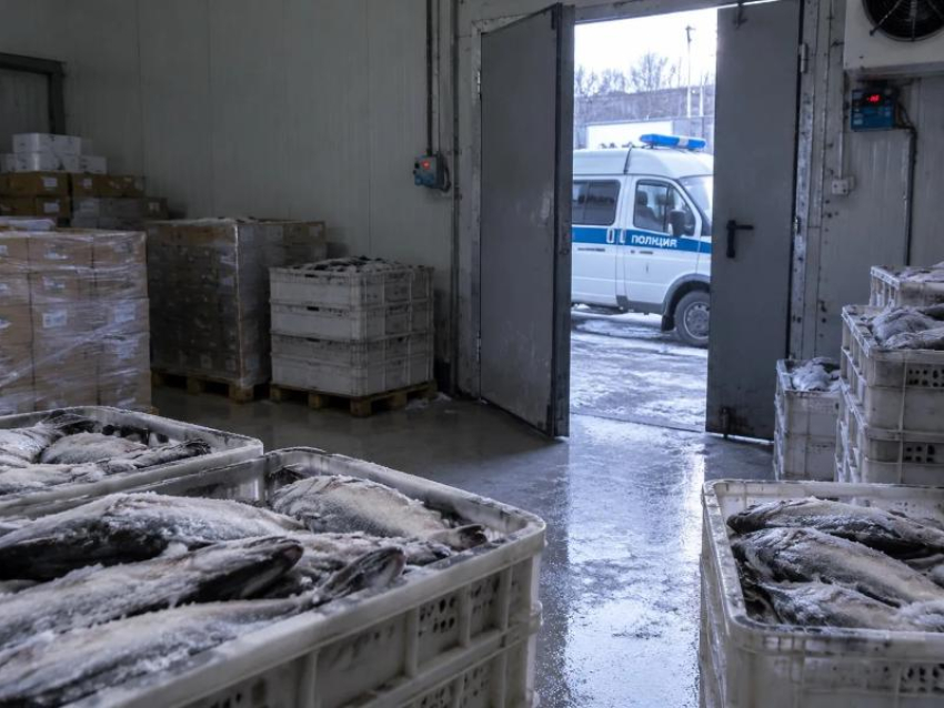 Бизнес с фантастическим размахом: коммерсант под Таганрогом погорел на тоннах «левой» рыбы