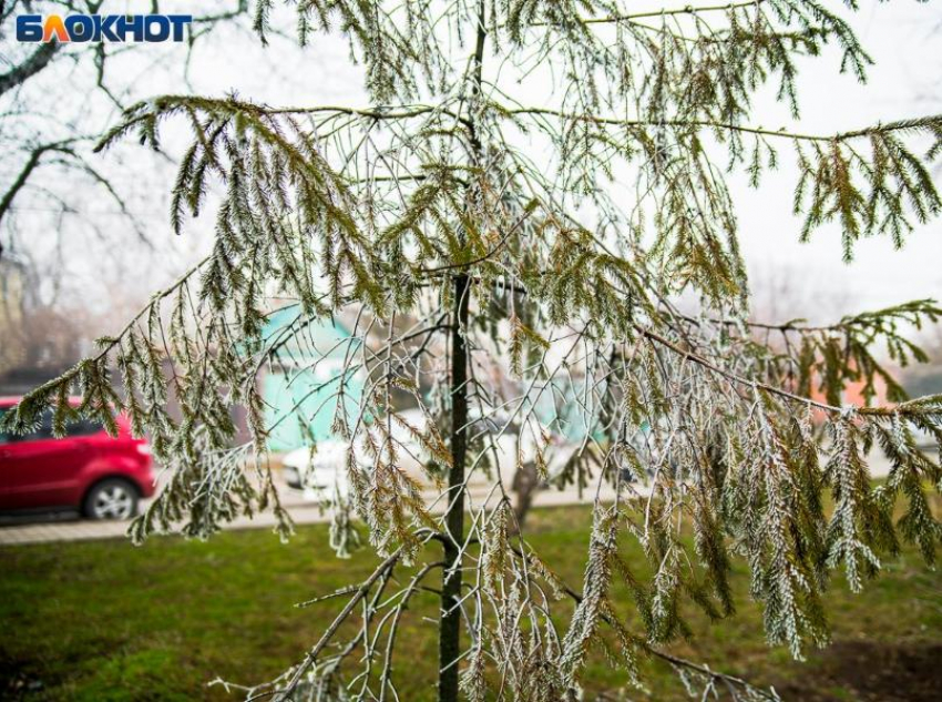 Когда придет похолодание в ростовскую область. Покрытые льдом деревья в Талдоме фото. Ice Storm.