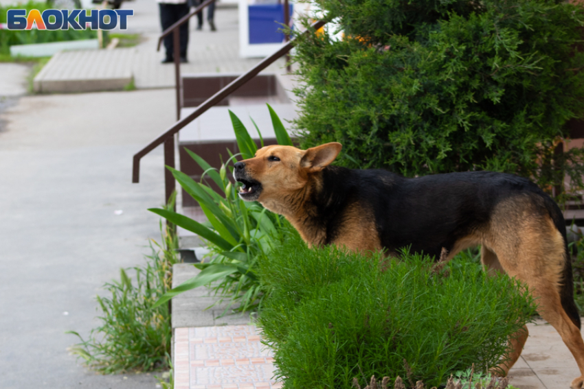 Собачья эпопея Таганрога: 7 миллионов на отлов, а стаи всё растут
