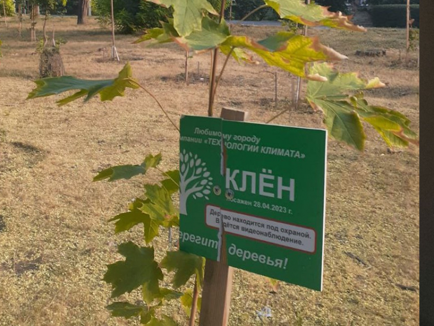 Таганрожцы вынуждены сами поливать брошенные администрацией города деревья 