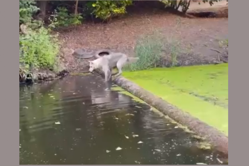  «Зелёные и по колено": реки вблизи Таганрога пересыхают, сёла остаются без воды