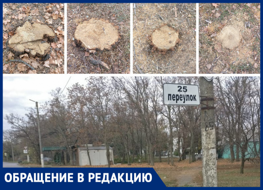 «Лес рубят, щепки летят»- в Таганроге взялись за очередной сквер 