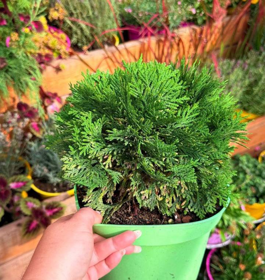 Осень — подходящее время для посадки хвойных: эксперт объяснила, почему