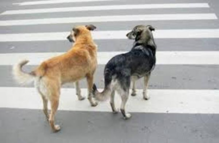 Таганрогские собаки дисциплинированнее жителей города