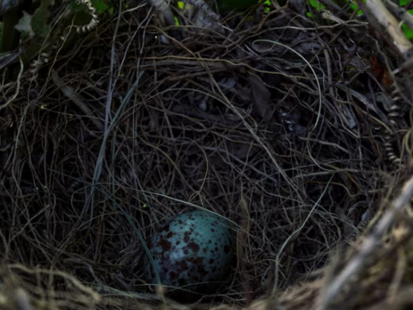 В Таганроге «сносят» птичьи гнезда: пернатые в шоке