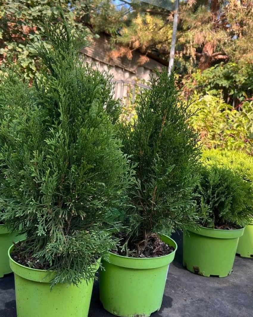 Товар дня: хвойные растения по спеццене