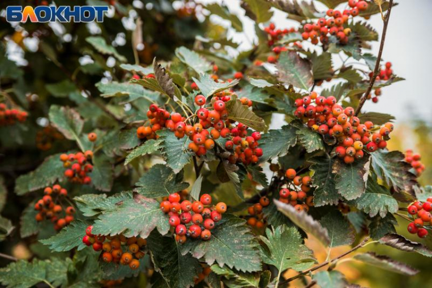 27 ноября — Филиппов день: традиции, приметы и запреты  для таганрожцев