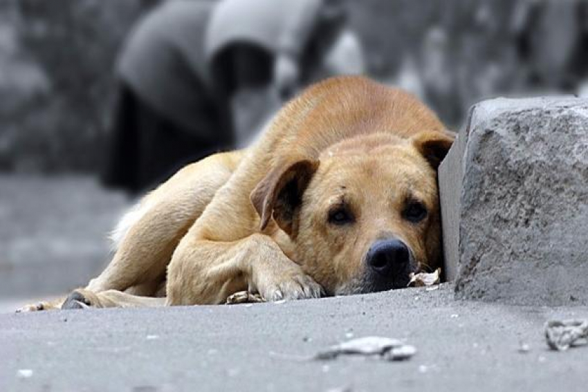 Зоозащитники Таганрога призывают горожан подкармливать животных в холода